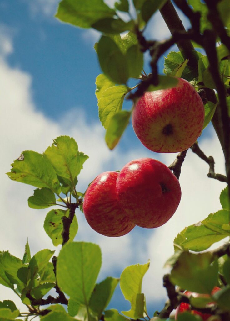 Apples on tree stock image